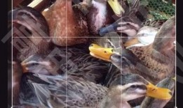 策划八哥爆料视频下载,视频下载背后的秘密与技巧